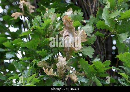 Triebe, Eichenblätter, die von jungen Raupen der Braunschwanzmorth (Euproctis chrysorrhoe) beschädigt wurden. Das Winternest, in dem der Schädling überwintert. Stockfoto