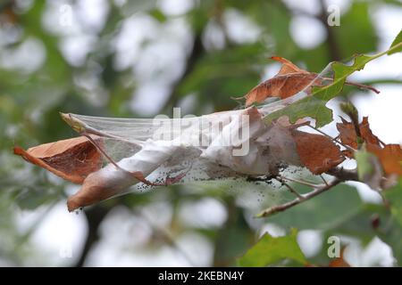 Triebe, Blätter von Amelanchier, schattenbuschiger Strauch, der durch junge Raupen der Braunschwanzmote (Euproctis chrysorrhoe) beschädigt wurde. Das Winternest. Stockfoto