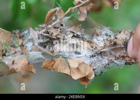 Triebe, Blätter von Pyramicantha coccinea, scharlachroter firethorn-Strauch, der durch junge Raupen der Braunschwanzmamelle (Euproctis chrysorrhoe) beschädigt wurde. Stockfoto