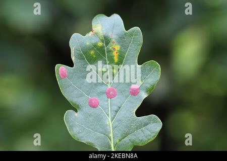 Eichenblatt bedeckt mit Common Spangle Galls, verursacht durch die Gall Wasp Neuroterus quercusbaccarum. Stockfoto