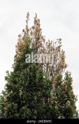 Triebe, Eichenblätter, die von jungen Raupen der Braunschwanzmorth (Euproctis chrysorrhoe) beschädigt wurden. Das Winternest, in dem der Schädling überwintert. Stockfoto