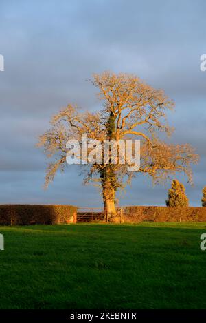 Herbstlandschaft mit Bäumen, Hecken und Tor Stockfoto