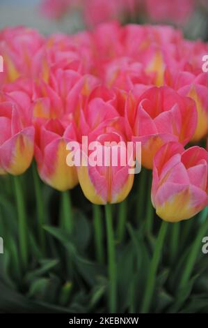 Ein Strauß rosa-gelber Triumph-Tulpen (Tulipa) Tom Pouce blüht im April in einem Garten Stockfoto