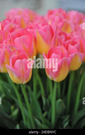 Ein Strauß rosa-gelber Triumph-Tulpen (Tulipa) Tom Pouce blüht im April in einem Garten Stockfoto