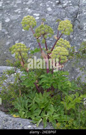 Arznei-Engelwurz, echte Engelwurz, Engelwurz, Angelica archangelica, Erzengel, Garden Angelica, Holy Ghost, Wild Celery, Norwegian Angelica, L’angéli Stockfoto