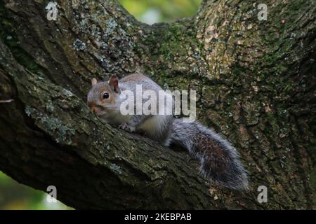 Diese Tiere, ein wildes graues Eichhörnchen, das auf einem Baum sitzt, sind bekannt für ihre berühmten buschigen Schwänze und ihre Fähigkeit, von Baum zu Baum zu springen. Stockfoto