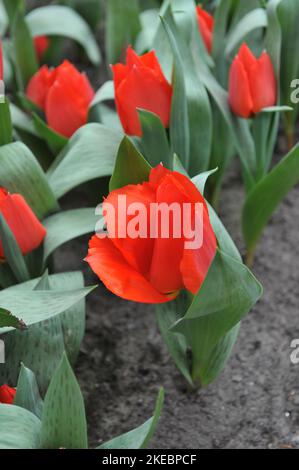 Rote Fosteriana Tulpen (Tulipa) Toulon blühen im April in einem Garten Stockfoto