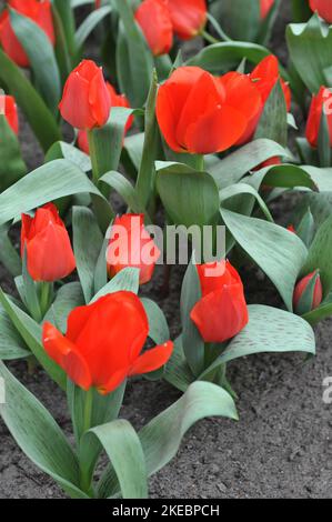 Rote Fosteriana Tulpen (Tulipa) Toulon blühen im April in einem Garten Stockfoto