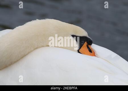 Ein Porträt eines schönen und eleganten stummen Schwans am Rande eines Sees, der Schwan entspannt sich und ruht, der Vogel hat seinen Hals in seinen Körper gesteckt. Stockfoto