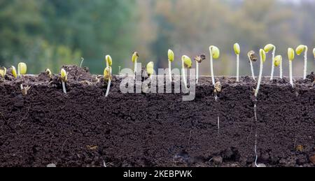 Gekeimt Sojabohnen Triebe in Boden mit Wurzeln. Unscharfer Hintergrund. Stockfoto