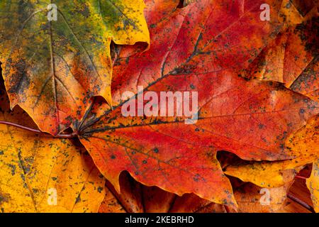 Nahaufnahme von Baumblättern mit Herbstfarben. Herbstsaison und Laubkonzept. Stockfoto