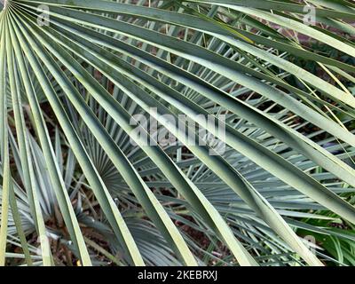 Nahaufnahme eines großen Palmatenblattes der immergrünen Gartenpalme Chamaerops humilis var argentea. Stockfoto