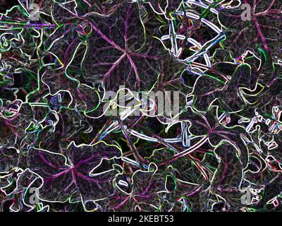 Illustrative abstrakte Darstellung der Blätter der Hedera Helix Dragon Claw. Stockfoto