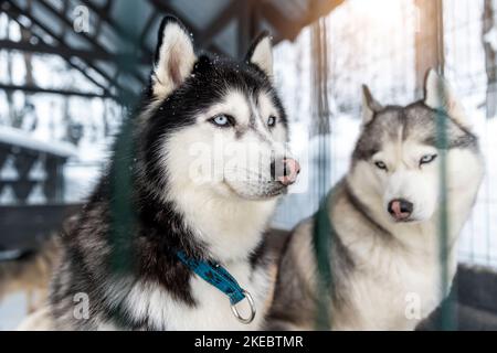 Poirtrait von zwei schönen ruhigen reinrassigen siberain Husky Hunde sitzen in Zwinger im Freien warten auf Waldausflug Abenteuer Hundeschlittenfahrt auf kalten Winter verschneit Stockfoto