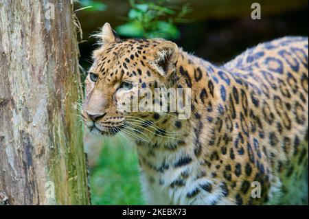 Amur-Leopard (Panthera pardus orientalis) gefangen Stockfoto