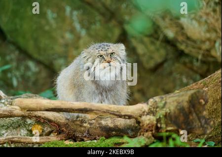Pallas-Katze (Otocolobus manul), gefangen Stockfoto