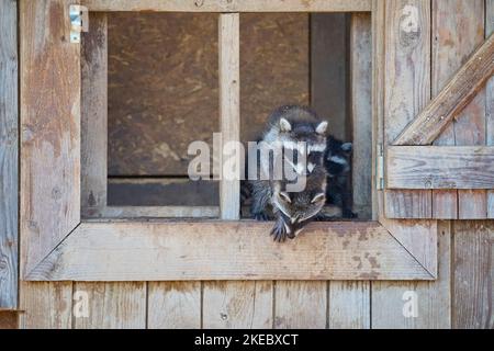 Waschbär (Procyon lotor), drei junge im Fenster Stockfoto