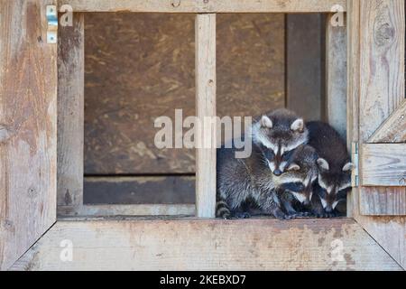 Waschbär (Procyon lotor), drei junge im Fenster Stockfoto