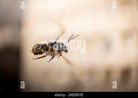 Gehörnte Maurerbiene im Flug Stockfoto