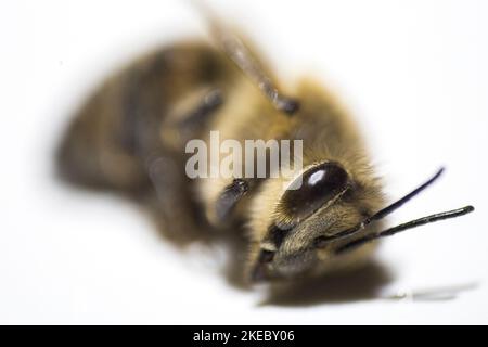 Porträt einer toten Biene Stockfoto