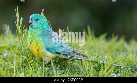 Rotwühlpapagei (Pseuphotus haematonotus), die im Gras fressen, Sydney, Australien Stockfoto