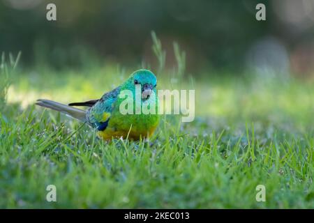 Rotwühlpapagei (Pseuphotus haematonotus), die im Gras fressen, Sydney, Australien Stockfoto