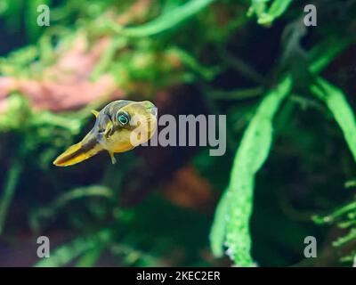 Zwergpufferfische im Süßwasser gepflanzten Aquarium mit großen Wurzeln und Moos Stockfoto