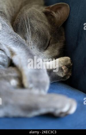 Eine graue Katze liegt und schläft an einem sicheren Ort auf einer Couch mit zusammengerollten Pfoten Stockfoto