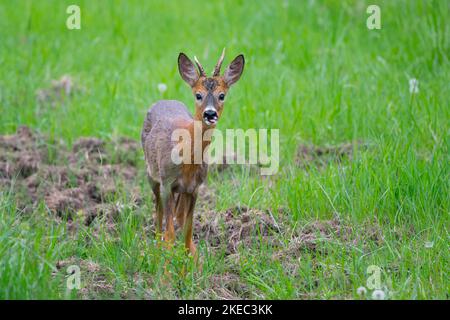Roebuck (Capreolus capreolus) auf einer Wiese, Mai, Sommer, Hessen, Deutschland, Europa Stockfoto