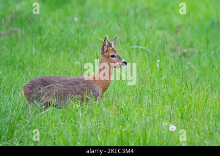 Roebuck (Capreolus capreolus) auf einer Wiese, Mai, Sommer, Hessen, Deutschland, Europa Stockfoto