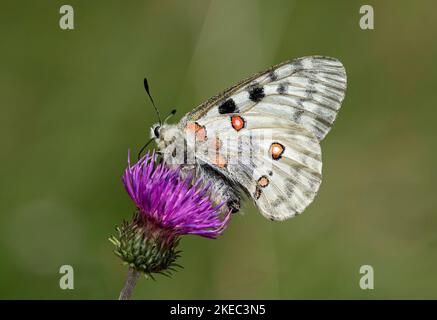 Roter Apollo-Schmetterling (Parnassius apollo) auf einer Distelblume, Laggintal, Wallis, Schweiz Stockfoto