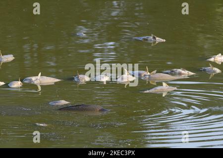 Fischsterben durch große Hitze in einem Teich, im Vordergrund noch lebender Karpfen, Mai, Sommer, Hessen, Deutschland, Europa Stockfoto