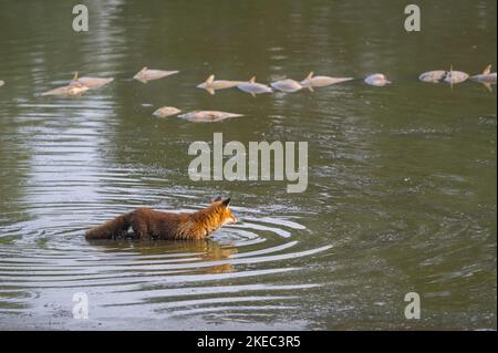 Rotfuchs (Vulpes vulpes) auf der Suche nach toten Fischen in einem Teich, Mai, Sommer, Hessen, Deutschland, Europa Stockfoto