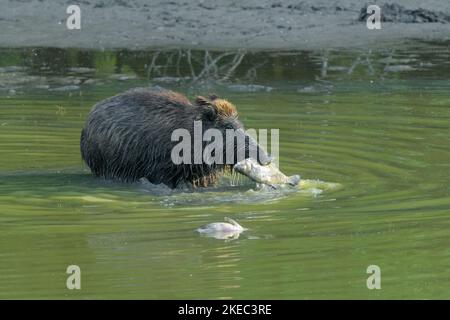 Wildschwein (Sus scrofa) mit einem toten Fisch (Brassen) in der Feder, Aussaat, Mai, Sommer, Hessen, Deutschland, Europa Stockfoto