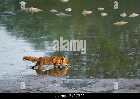 Rotfuchs (Vulpes vulpes), der am Ufer eines Teiches nach toten Fischen sucht, im Hintergrund tote Fische, Mai, Sommer, Hessen, Deutschland, Europa Stockfoto