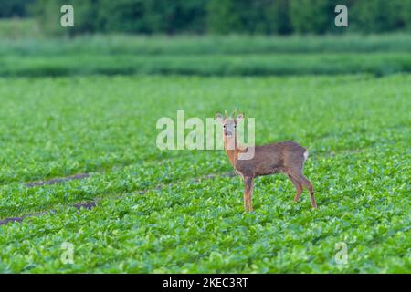 Roebuck (Capreolus capreolus) in einem Rübenfeld, Mai, Sommer, Hessen, Deutschland, Europa Stockfoto