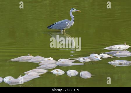 Graureiher in einem Teich, im Vordergrund zahlreiche tote Fische (Brassen), Mai, Sommer, Hessen, Deutschland, Europa Stockfoto