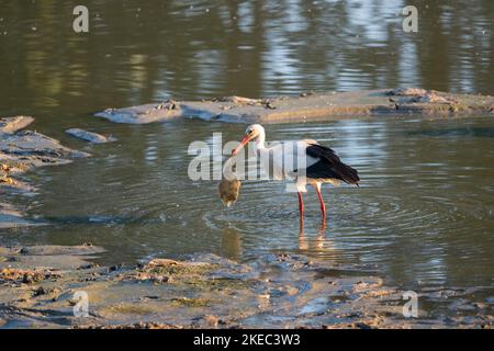 Weißstorch mit gefangenem Fisch im Teich, Mai, Sommer, Hessen, Deutschland Stockfoto