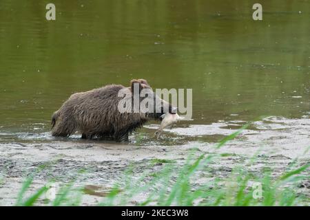 Wildschwein (Sus scrofa) mit einem toten Fisch (Brassen) in der Feder, Aussaat, Mai, Sommer, Hessen, Deutschland, Europa Stockfoto