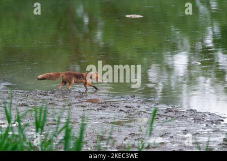 Rotfuchs (Vulpes vulpes) auf der Suche nach toten Fischen in einem Teich, im Hintergrund sieht man tote Fische, Mai, Sommer, Hessen, Deutschland, Europa Stockfoto