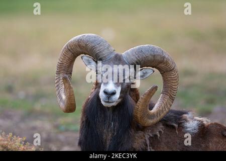 Mufflonramm (Ovis ammon musimon), Sommer, Hessen, Deutschland, Europa Stockfoto