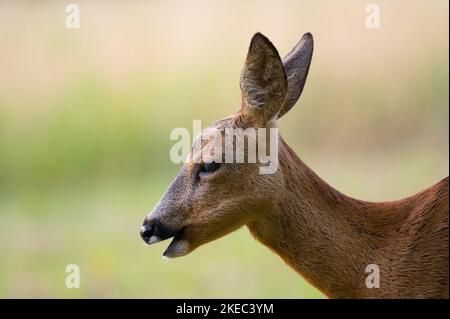 Rehe (Capreolus capreolus), Rehe, Sommer, Hessen, Deutschland, Europa Stockfoto