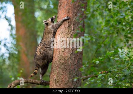 Waschbär (Procyon lotor) beim Besteigen eines Baumes, Sommer, Hessen, Deutschland, Deutschland Stockfoto