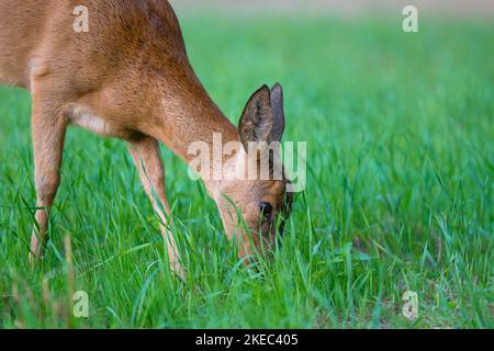 Weidende Rehe (Capreolus capreolus) auf einer Wiese, Rehe, Sommer, Hessen, Deutschland, Europa Stockfoto