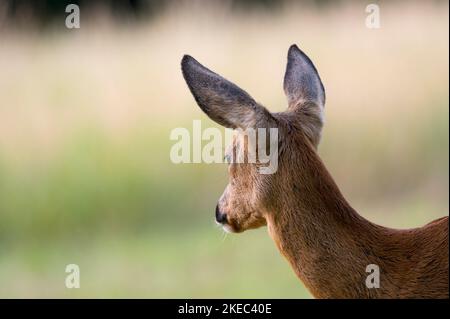 Rehe (Capreolus capreolus), Rehe, Sommer, Hessen, Deutschland, Europa Stockfoto