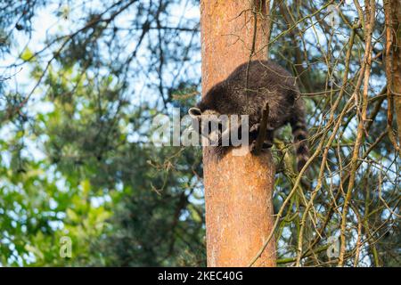 Waschbär (Procyon lotor) auf einem Baum sitzend, Sommer, Hessen, Deutschland, Deutschland Stockfoto