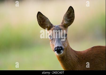 Rehe (Capreolus capreolus), Rehe, Sommer, Hessen, Deutschland, Europa Stockfoto