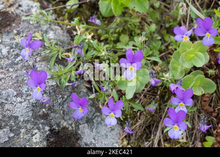 Wildes Stiefmütterchen, Gewöhnliches Stiefmütterchen, Acker-Stiefmütterchen, Wiesen-Stiefmütterchen, Wiesenstiefmütterchen, Ackerstiefmütterchen, Acke Stockfoto