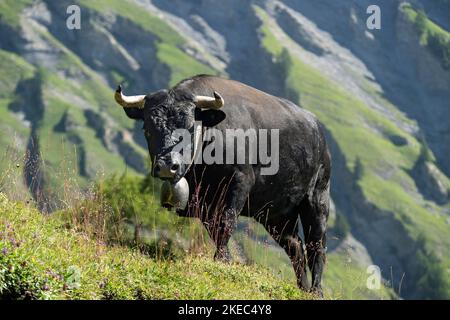 Schwarze Eringer-Kuh, eine alte Walliser Hausrasse, auf einer Alm oberhalb von Ovronnaz, Wallis, Schweiz Stockfoto