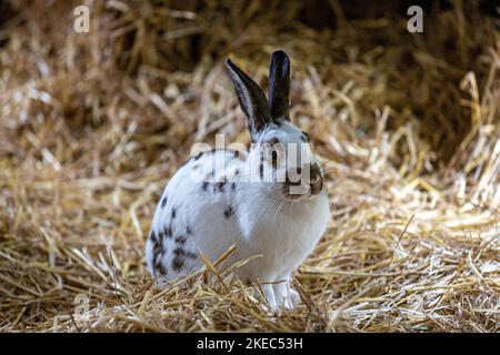 Ein Hauskaninchen, umgeben von Stroh, mit geringer Schärfentiefe Stockfoto